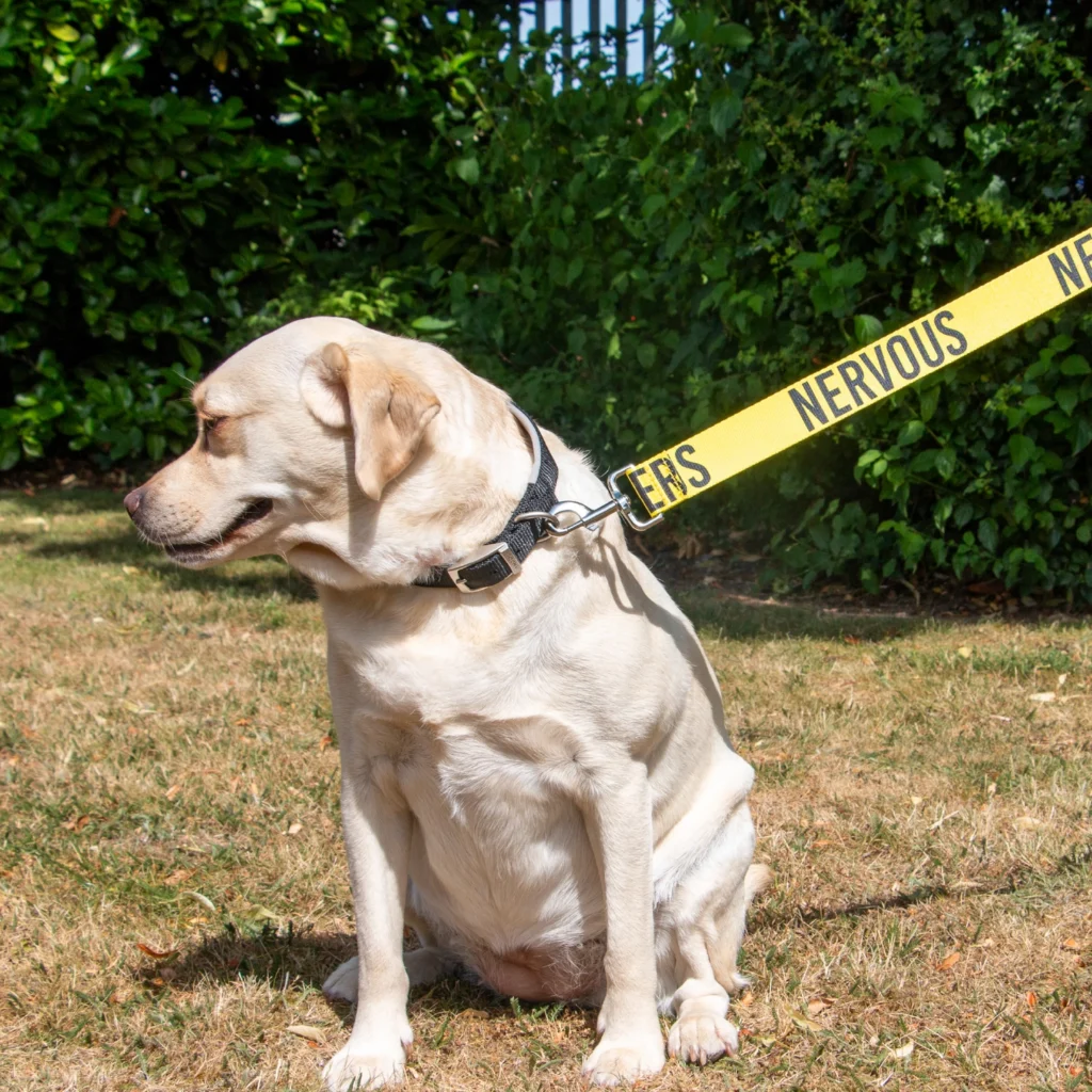 Awareness Training & Safety Dog Lead 1.5m 'Hi-Vis NERVOUS' YELLOW