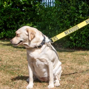 Awareness Training & Safety Dog Lead 1.5m 'Hi-Vis NERVOUS' YELLOW